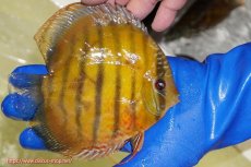 画像2: 【ワイルドディスカス】【通販】【未開の新産地個体】ラーゴサポ クリムゾンレッド【個体販売】15-16cm(生体)(生体)ラーゴサポ産 (2)