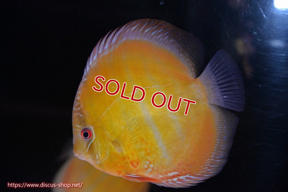 画像3: 【ワイルドディスカス】【通販】【未開の新産地個体】ラーゴサポ クリムゾンレッド【個体販売】15-16cm（生体）ラーゴサポ産 (3)