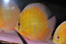 画像3: 【ウィンターセール対象個体】【ワイルドディスカス】【通販】【未開の新産地個体】ラーゴサポ クリムゾンレッド【個体販売】15-16cm（生体）ラーゴサポ産 (3)