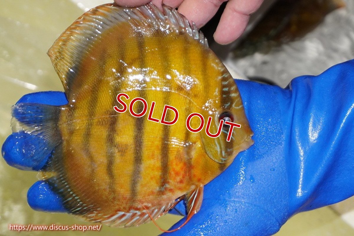 画像6: 【ワイルドディスカス】【通販】【未開の新産地個体】ラーゴサポ クリムゾンレッド【個体販売】15-16cm（生体）ラーゴサポ産 (6)