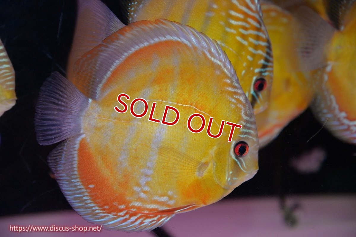 画像1: 【ウィンターセール対象個体】【ワイルドディスカス】【通販】【未開の新産地個体】ラーゴサポ クリムゾンレッド【個体販売】15-16cm（生体）ラーゴサポ産 (1)