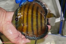 画像1: 【ワイルドディスカス】【通販】【未開の新産地個体】ラーゴサポ クリムゾンレッド【個体販売】15-16cm(生体)(生体)ラーゴサポ産 (1)
