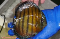 画像2: 【ワイルドディスカス】【通販】【未開の新産地個体】ラーゴサポ クリムゾンレッド【個体販売】15-16cm(生体)(生体)ラーゴサポ産 (2)