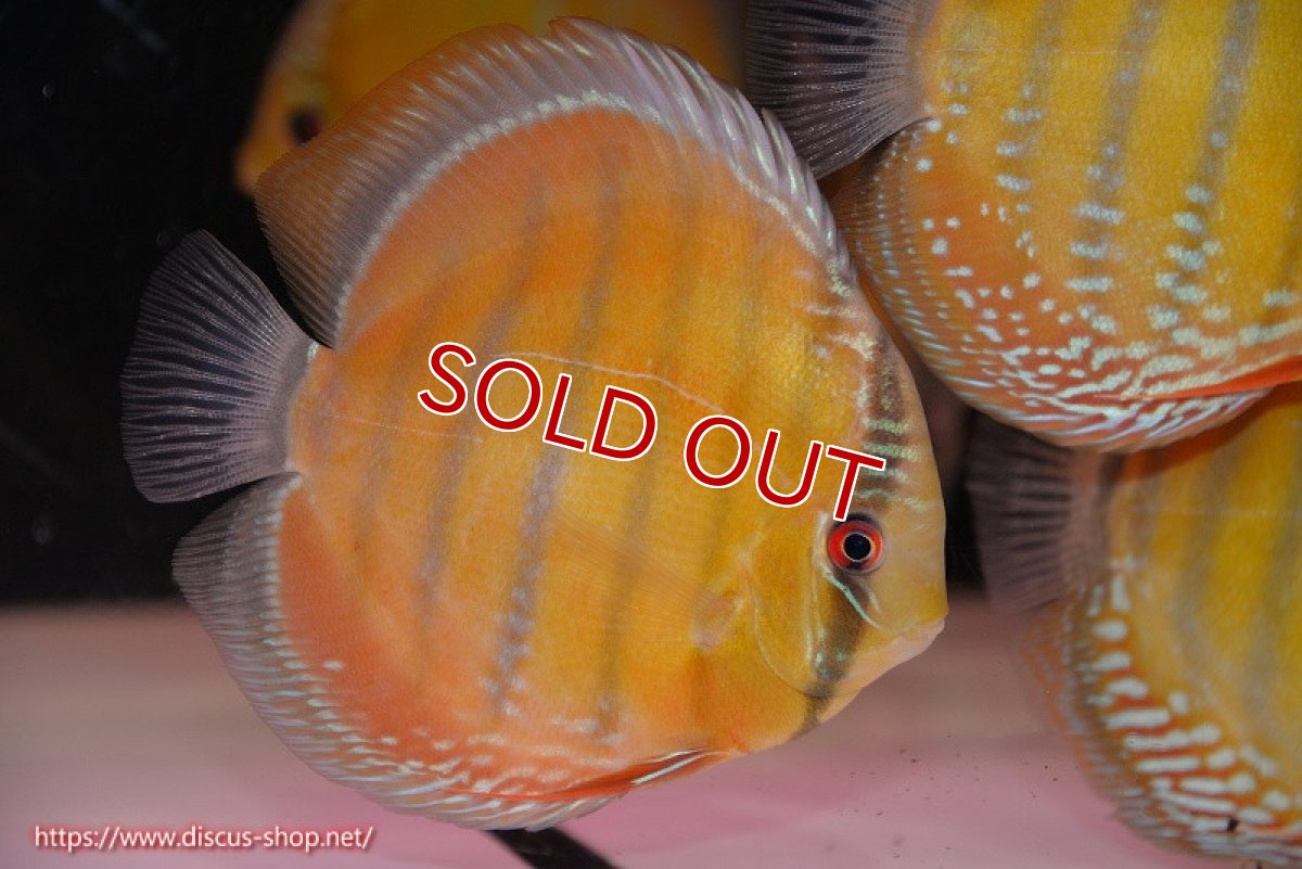 画像3: 【ウィンターセール対象個体】【ワイルドディスカス】【通販】【未開の新産地個体】ラーゴサポ クリムゾンレッド【個体販売】15-16cm（生体）ラーゴサポ産 (3)