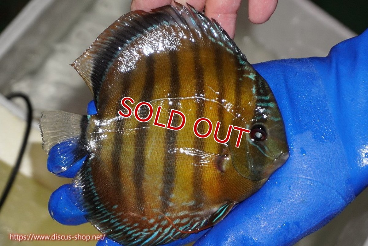 画像5: 【ウィンターセール対象個体】【ワイルドディスカス】【通販】【未開の新産地個体】ラーゴサポ クリムゾンレッド【個体販売】15-16cm（生体）ラーゴサポ産 (5)