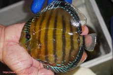画像1: 【ワイルドディスカス】【通販】【未開の新産地個体】ラーゴサポ クリムゾンレッド【個体販売】15-16cm(生体)(生体)ラーゴサポ産 (1)