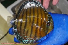 画像2: 【ワイルドディスカス】【通販】【未開の新産地個体】ラーゴサポ クリムゾンレッド【個体販売】15-16cm(生体)(生体)ラーゴサポ産 (2)