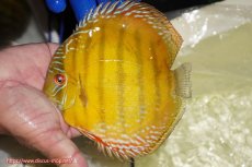画像1: 【ワイルドディスカス】【通販】【未開の新産地個体】ラーゴサポ クリムゾンレッド【個体販売】15-16cm(生体)(生体)ラーゴサポ産 (1)