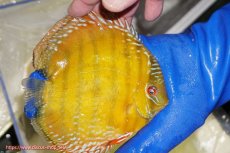 画像2: 【ワイルドディスカス】【通販】【未開の新産地個体】ラーゴサポ クリムゾンレッド【個体販売】15-16cm(生体)(生体)ラーゴサポ産 (2)