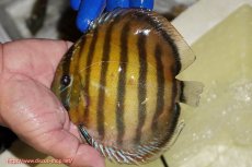 画像1: 【ワイルドディスカス】【通販】【未開の新産地個体】ラーゴサポ クリムゾンレッド【個体販売】15-16cm(生体)(生体)ラーゴサポ産 (1)