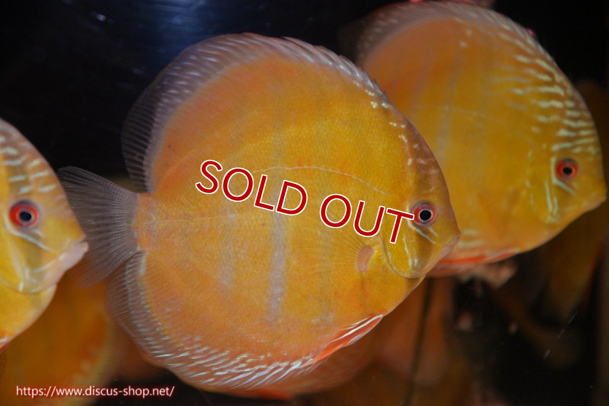 画像2: 【ワイルドディスカス】【通販】【未開の新産地個体】ラーゴサポ クリムゾンレッド【個体販売】15-16cm（生体）ラーゴサポ産 (2)