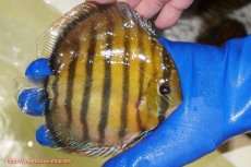 画像2: 【ワイルドディスカス】【通販】【未開の新産地個体】ラーゴサポ クリムゾンレッド【個体販売】15-16cm(生体)(生体)ラーゴサポ産 (2)