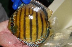 画像1: 【ワイルドディスカス】【通販】【未開の新産地個体】ラーゴサポ クリムゾンレッド【個体販売】15-16cm(生体)(生体)ラーゴサポ産 (1)