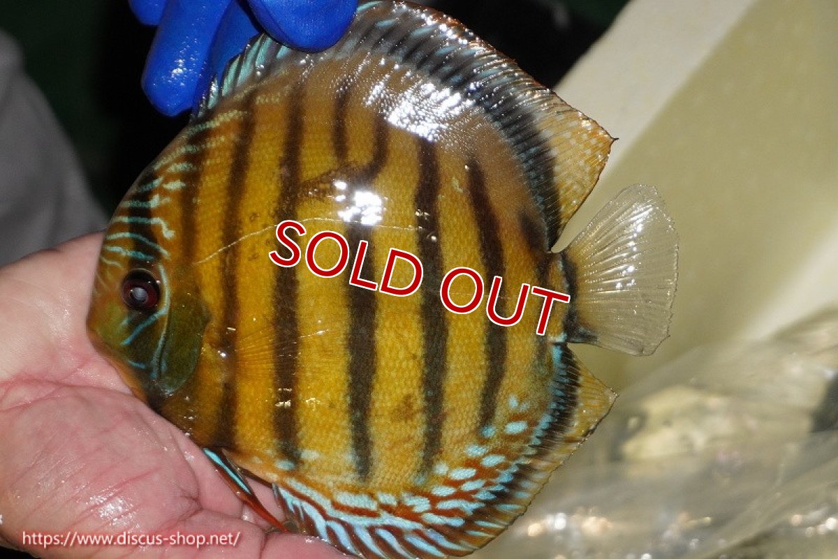 画像2: 【ワイルドディスカス】【通販】【未開の新産地個体】ラーゴサポ クリムゾンレッド【個体販売】15-16cm（生体）ラーゴサポ産 (2)