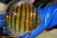 画像3: 【ウィンターセール対象個体】【ワイルドディスカス】【通販】【未開の新産地個体】ラーゴサポ クリムゾンレッド【個体販売】15-16cm（生体）ラーゴサポ産 (3)