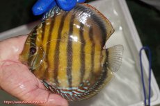 画像1: 【ワイルドディスカス】【通販】【未開の新産地個体】ラーゴサポ クリムゾンレッド【個体販売】15-16cm(生体)(生体)ラーゴサポ産 (1)