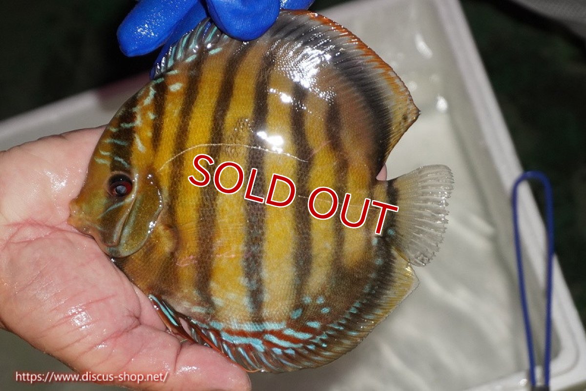 画像2: 【ワイルドディスカス】【通販】【未開の新産地個体】ラーゴサポ クリムゾンレッド【個体販売】15-16cm（生体）ラーゴサポ産 (2)