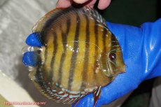 画像3: 【ウィンターセール対象個体】【ワイルドディスカス】【通販】【未開の新産地個体】ラーゴサポ クリムゾンレッド【個体販売】15-16cm（生体）ラーゴサポ産 (3)