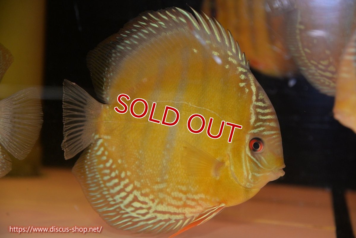 画像1: 【ワイルドディスカス】【通販】【未開の新産地個体】ラーゴサポ クリムゾンレッド【個体販売】15-16cm（生体）ラーゴサポ産 (1)