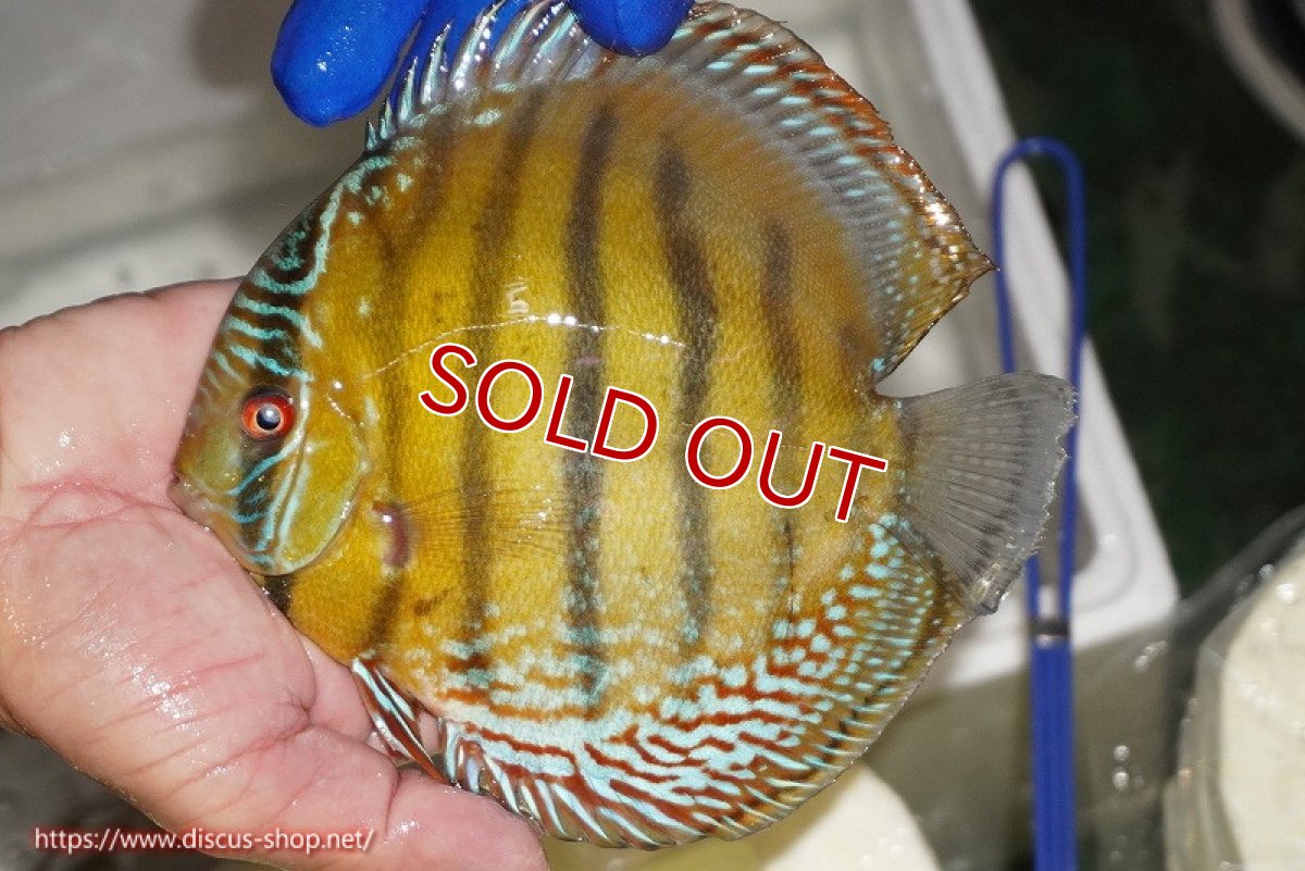 画像2: 【ワイルドディスカス】【通販】【未開の新産地個体】ラーゴサポ クリムゾンレッド【個体販売】15-16cm（生体）ラーゴサポ産 (2)