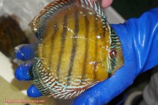 画像2: 【ワイルドディスカス】【通販】【未開の新産地個体】ラーゴサポ クリムゾンレッド【個体販売】15-16cm(生体)(生体)ラーゴサポ産 (2)