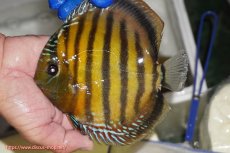 画像1: 【ワイルドディスカス】【通販】【未開の新産地個体】ラーゴサポ クリムゾンレッド【個体販売】15-16cm(生体)(生体)ラーゴサポ産 (1)