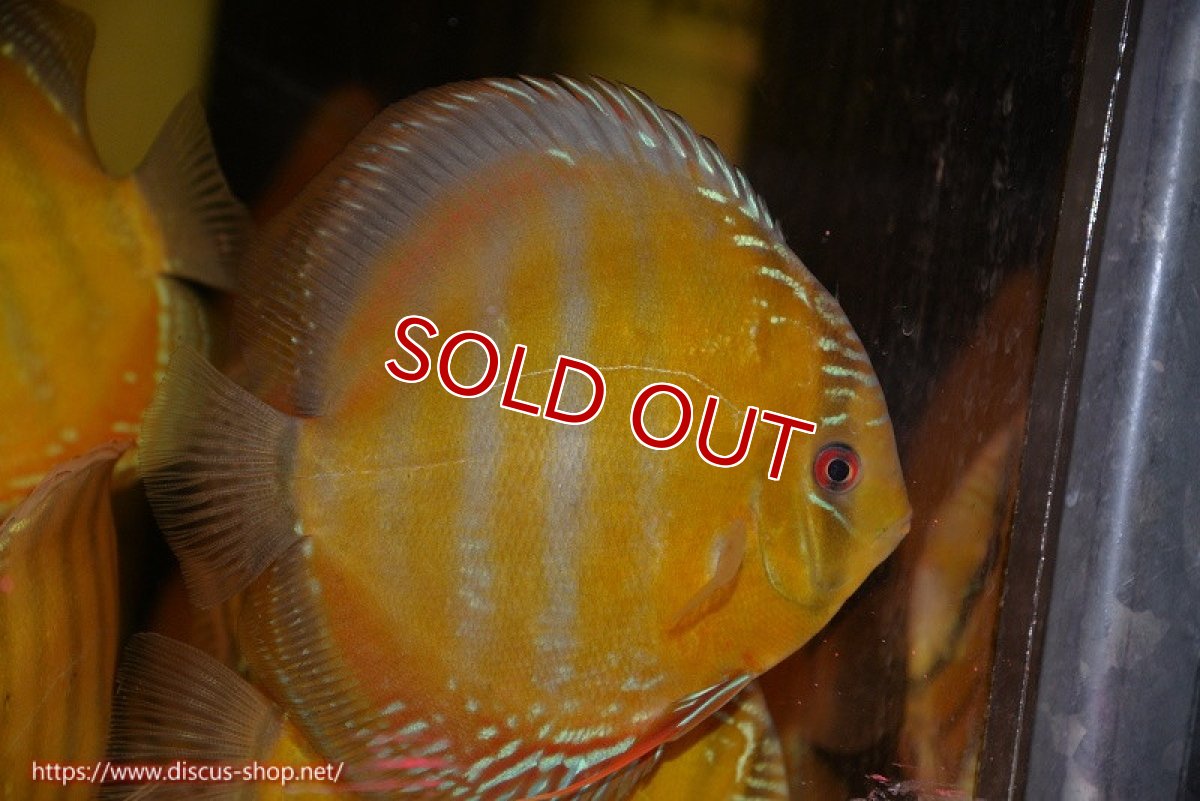 画像2: 【ワイルドディスカス】【通販】【未開の新産地個体】ラーゴサポ クリムゾンレッド【個体販売】15-16cm（生体）ラーゴサポ産 (2)