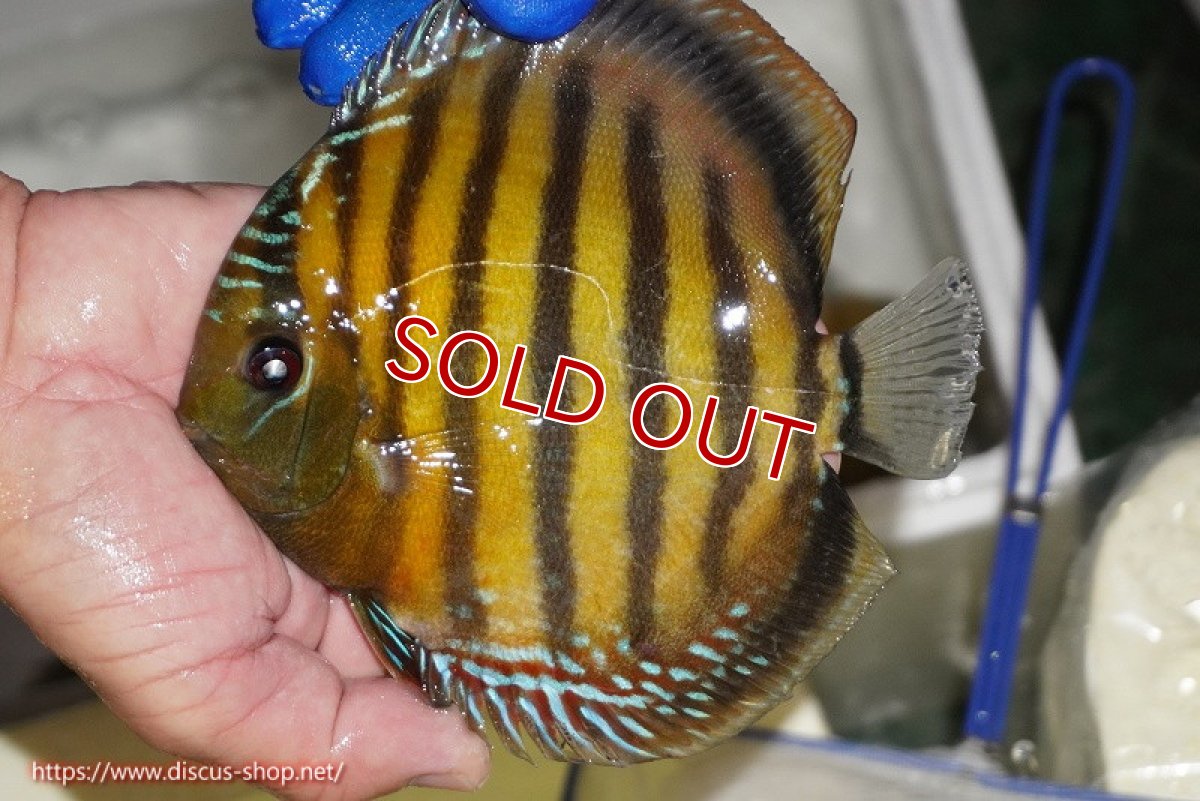 画像3: 【ワイルドディスカス】【通販】【未開の新産地個体】ラーゴサポ クリムゾンレッド【個体販売】15-16cm（生体）ラーゴサポ産 (3)