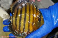 画像4: 【ワイルドディスカス】【通販】【未開の新産地個体】ラーゴサポ クリムゾンレッド【個体販売】15-16cm（生体）ラーゴサポ産 (4)