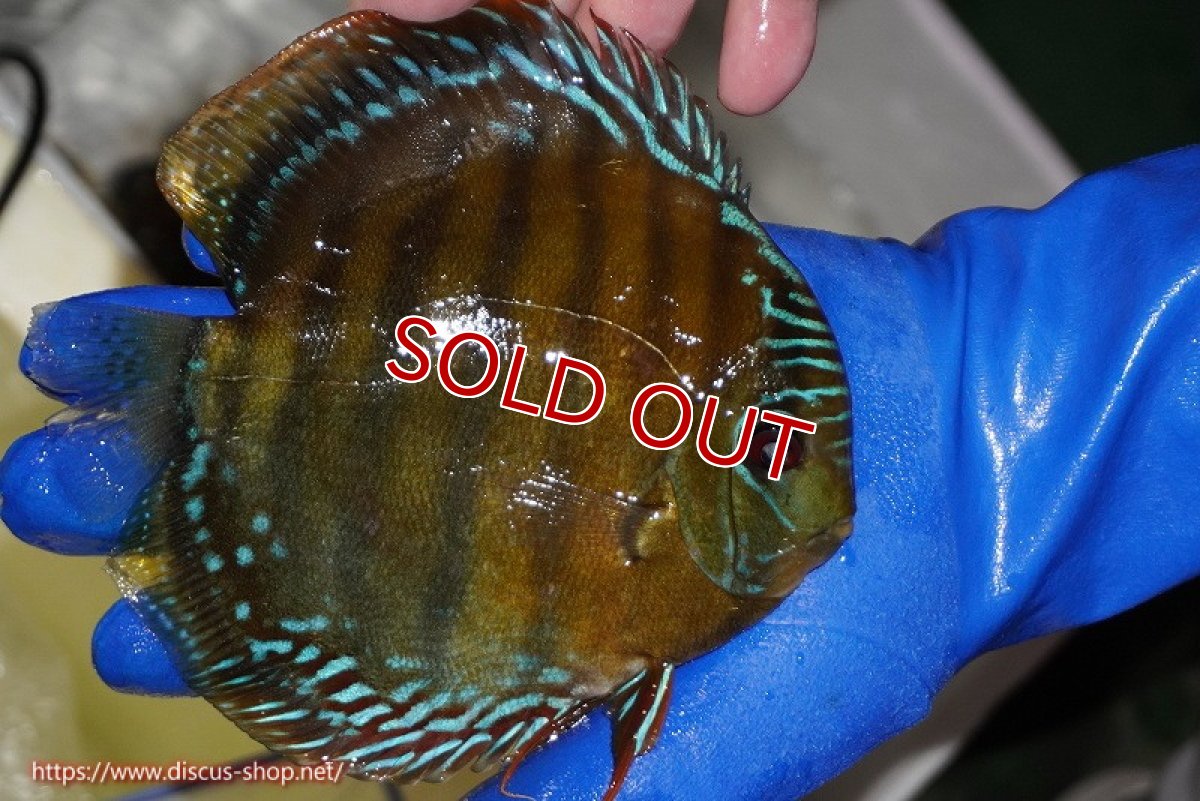 画像2: 【ワイルドディスカス】【通販】【未開の新産地個体】ラーゴサポ クリムゾンレッド【個体販売】14-15cm（生体）(生体)ラーゴサポ産 (2)