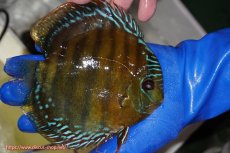 画像2: 【ワイルドディスカス】【通販】【未開の新産地個体】ラーゴサポ クリムゾンレッド【個体販売】14-15cm(生体)(生体)ラーゴサポ産 (2)
