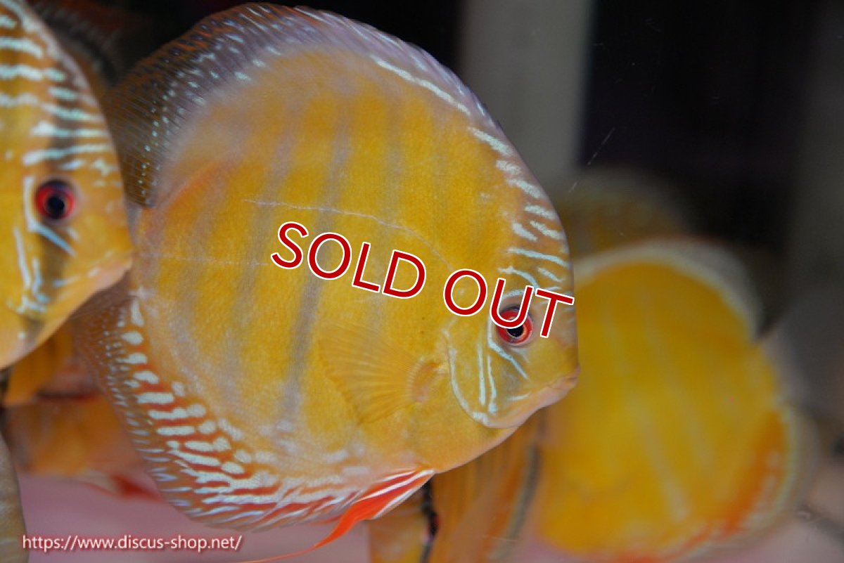 画像1: 【ワイルドディスカス】【通販】【未開の新産地個体】ラーゴサポ クリムゾンレッド【個体販売】14-15cm（生体）ラーゴサポ産 (1)