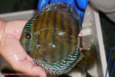 画像1: 【ワイルドディスカス】【通販】【未開の新産地個体】ラーゴサポ クリムゾンレッド【個体販売】14-15cm(生体)(生体)ラーゴサポ産 (1)