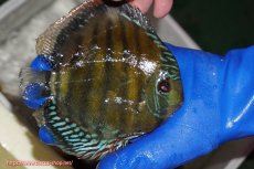 画像2: 【ワイルドディスカス】【通販】【未開の新産地個体】ラーゴサポ クリムゾンレッド【個体販売】14-15cm(生体)(生体)ラーゴサポ産 (2)