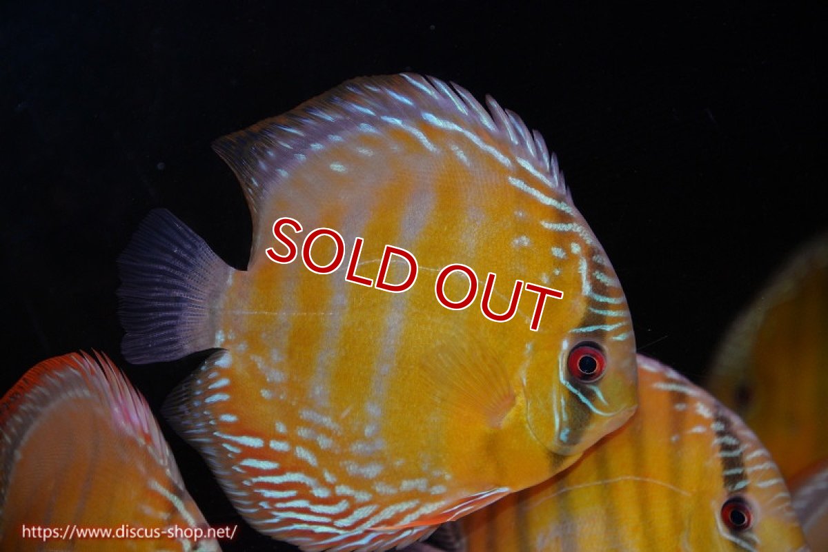 画像1: 【ウィンターセール対象個体】【ワイルドディスカス】【通販】【未開の新産地個体】ラーゴサポ クリムゾンレッド【個体販売】14-15cm（生体）ラーゴサポ産 (1)