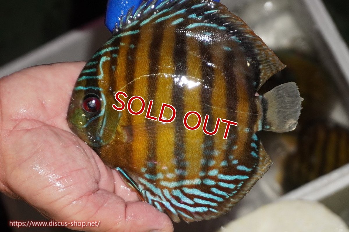 画像2: 【ウィンターセール対象個体】【ワイルドディスカス】【通販】【未開の新産地個体】ラーゴサポ クリムゾンレッド【個体販売】14-15cm（生体）ラーゴサポ産 (2)