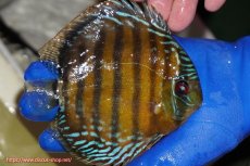 画像2: 【ワイルドディスカス】【通販】【未開の新産地個体】ラーゴサポ クリムゾンレッド【個体販売】14-15cm(生体)(生体)ラーゴサポ産 (2)