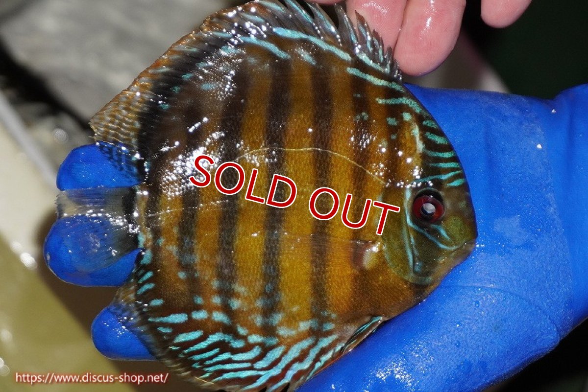 画像3: 【ウィンターセール対象個体】【ワイルドディスカス】【通販】【未開の新産地個体】ラーゴサポ クリムゾンレッド【個体販売】14-15cm（生体）ラーゴサポ産 (3)