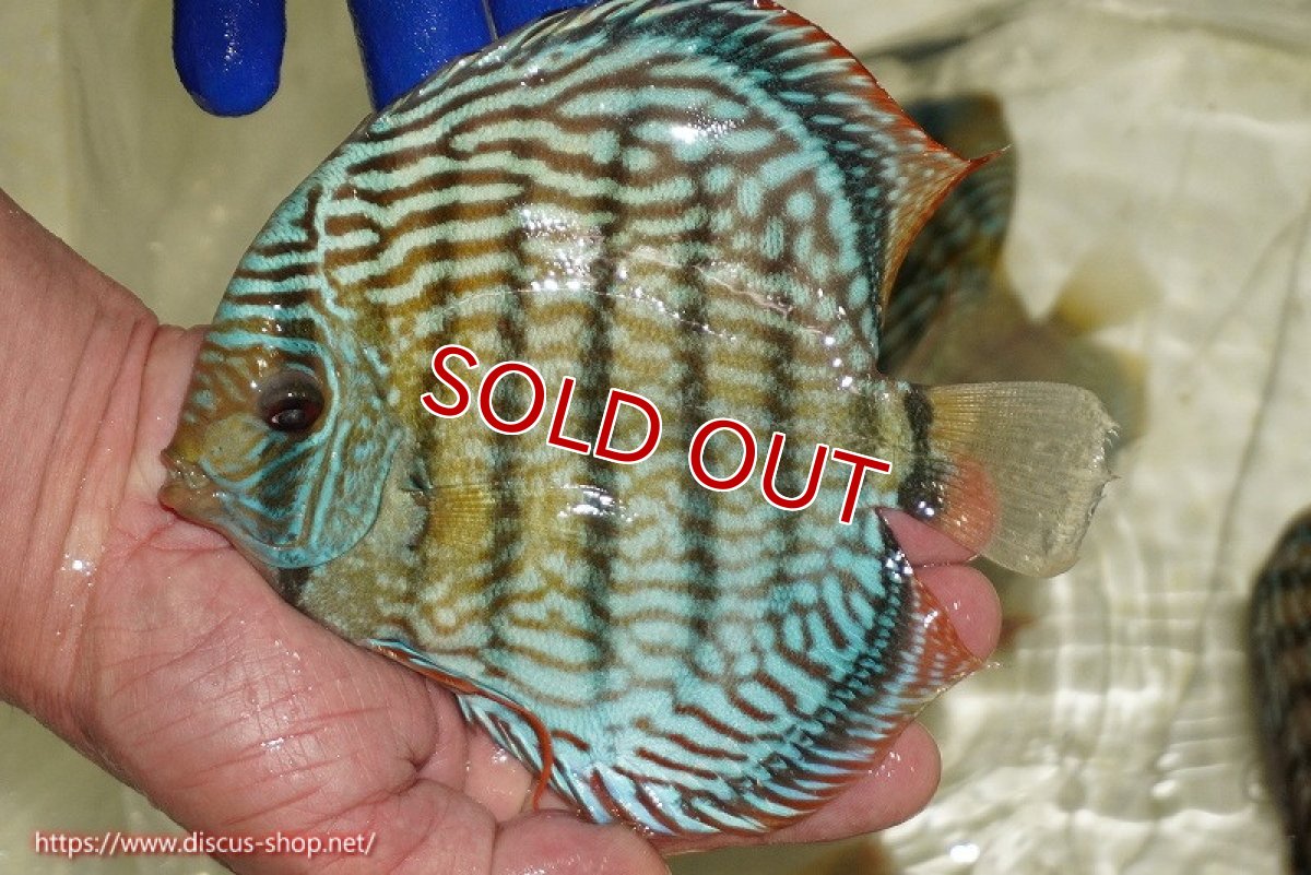 画像1: 【ワイルドディスカス】【通販】【未開の新産地個体】ラーゴサポ スーパーロイヤル【個体販売】15〜16cm（生体）ラーゴサポ産 (1)