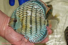 画像1: 【ワイルドディスカス】【通販】【未開の新産地個体】ラーゴサポ スーパーロイヤル【個体販売】15〜16cm（生体）ラーゴサポ産 (1)