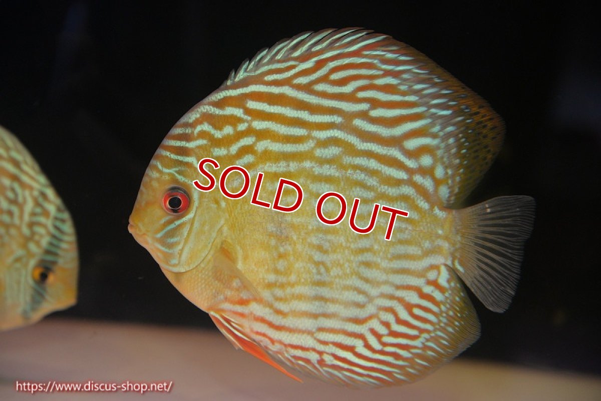 画像1: 【ワイルドディスカス】【通販】【未開の新産地個体】ラーゴサポ スーパーロイヤル【個体販売】15〜16cm（生体）ラーゴサポ産 (1)