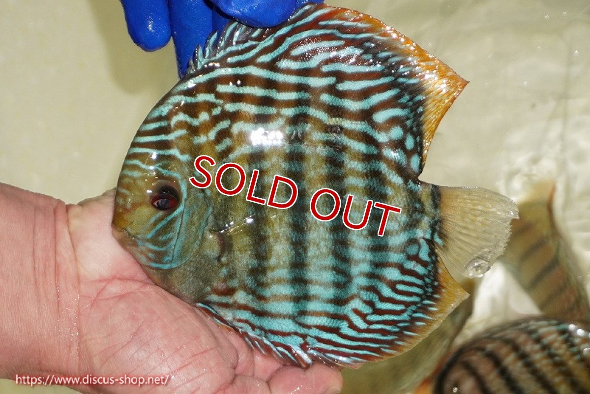 画像2: 【ワイルドディスカス】【通販】【未開の新産地個体】ラーゴサポ スーパーロイヤル【個体販売】15〜16cm（生体）ラーゴサポ産 (2)