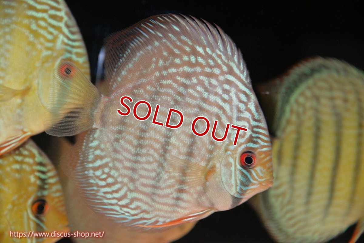 画像1: 【ワイルドディスカス】【通販】【未開の新産地個体】ラーゴサポ スーパーロイヤル【個体販売】12〜13cm（生体）ラーゴサポ産 (1)