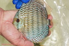 画像1: 【ワイルドディスカス】【通販】【未開の新産地個体】ラーゴサポ スーパーロイヤル【個体販売】12〜13cm（生体）ラーゴサポ産 (1)