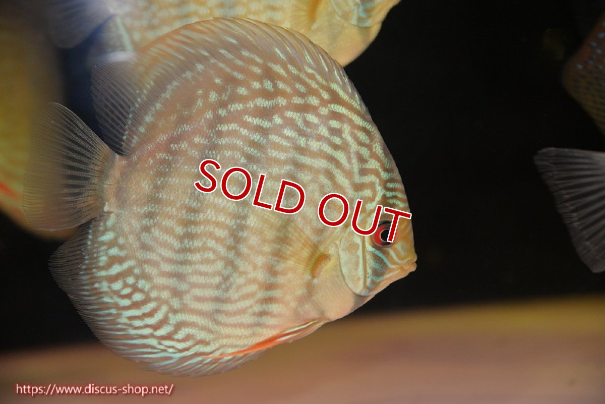 画像2: 【ワイルドディスカス】【通販】【未開の新産地個体】ラーゴサポ スーパーロイヤル【個体販売】12〜13cm（生体）ラーゴサポ産 (2)