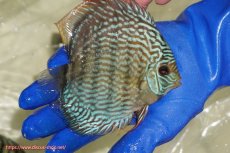 画像2: 【ワイルドディスカス】【通販】【未開の新産地個体】ラーゴサポ スーパーロイヤル【個体販売】12〜13cm（生体）ラーゴサポ産 (2)