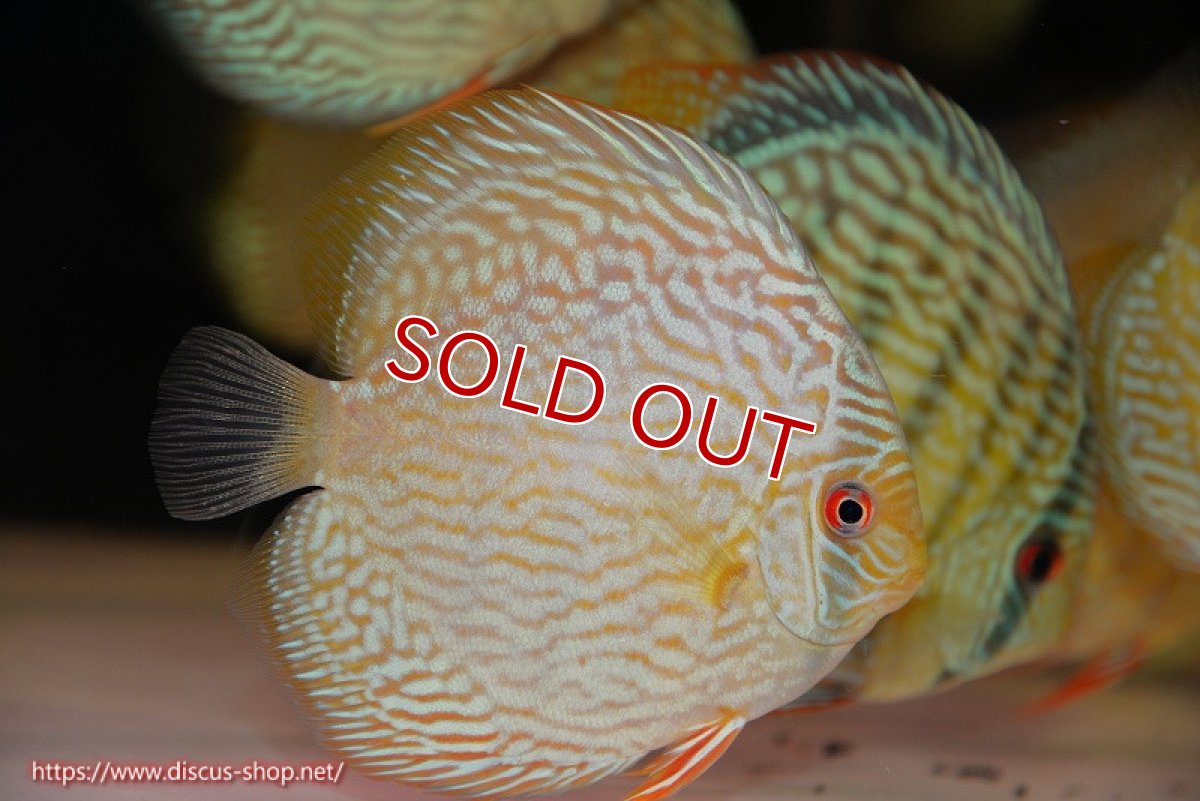 画像1: 【ワイルドディスカス】【通販】【未開の新産地個体】ラーゴサポ スーパーロイヤル【個体販売】12〜13cm（生体）ラーゴサポ産 (1)