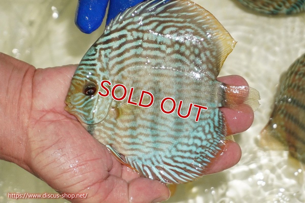 画像2: 【ワイルドディスカス】【通販】【未開の新産地個体】ラーゴサポ スーパーロイヤル【個体販売】12〜13cm（生体）ラーゴサポ産 (2)