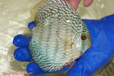 画像2: 【ワイルドディスカス】【通販】【未開の新産地個体】ラーゴサポ スーパーロイヤル【個体販売】12〜13cm（生体）ラーゴサポ産 (2)