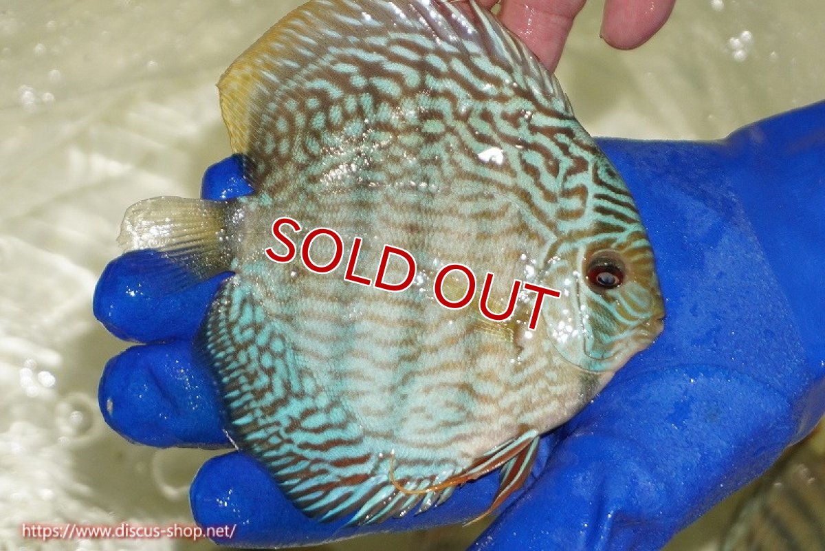 画像3: 【ワイルドディスカス】【通販】【未開の新産地個体】ラーゴサポ スーパーロイヤル【個体販売】12〜13cm（生体）ラーゴサポ産 (3)